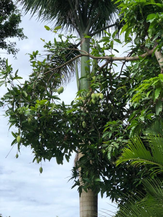 Huong Tram Homestay Ho Da Luaran gambar
