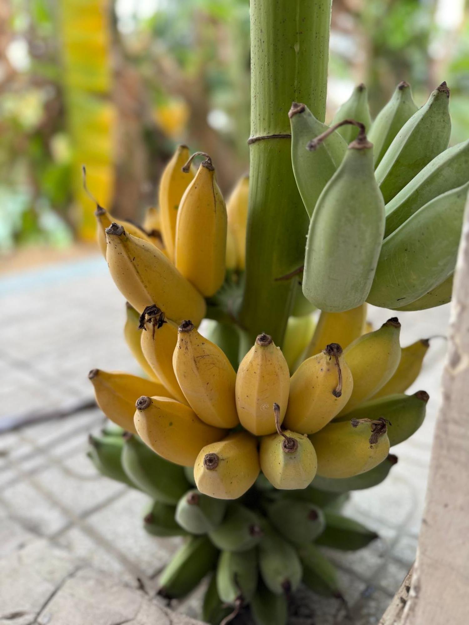 Huong Tram Homestay Ho Da Luaran gambar